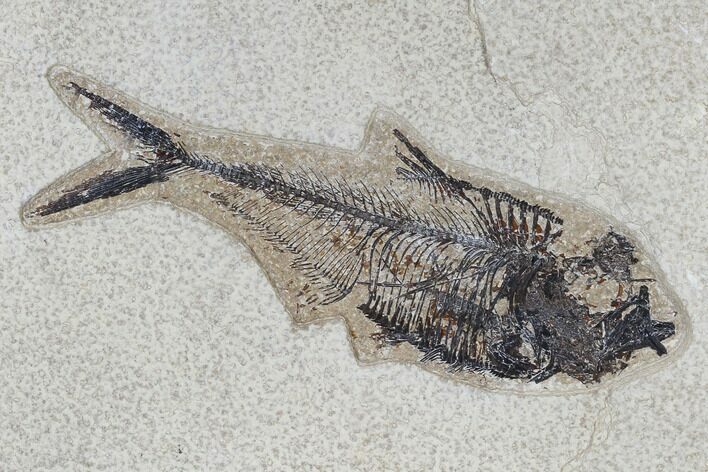 Fossil Fish (Diplomystus) - Green River Formation #115584